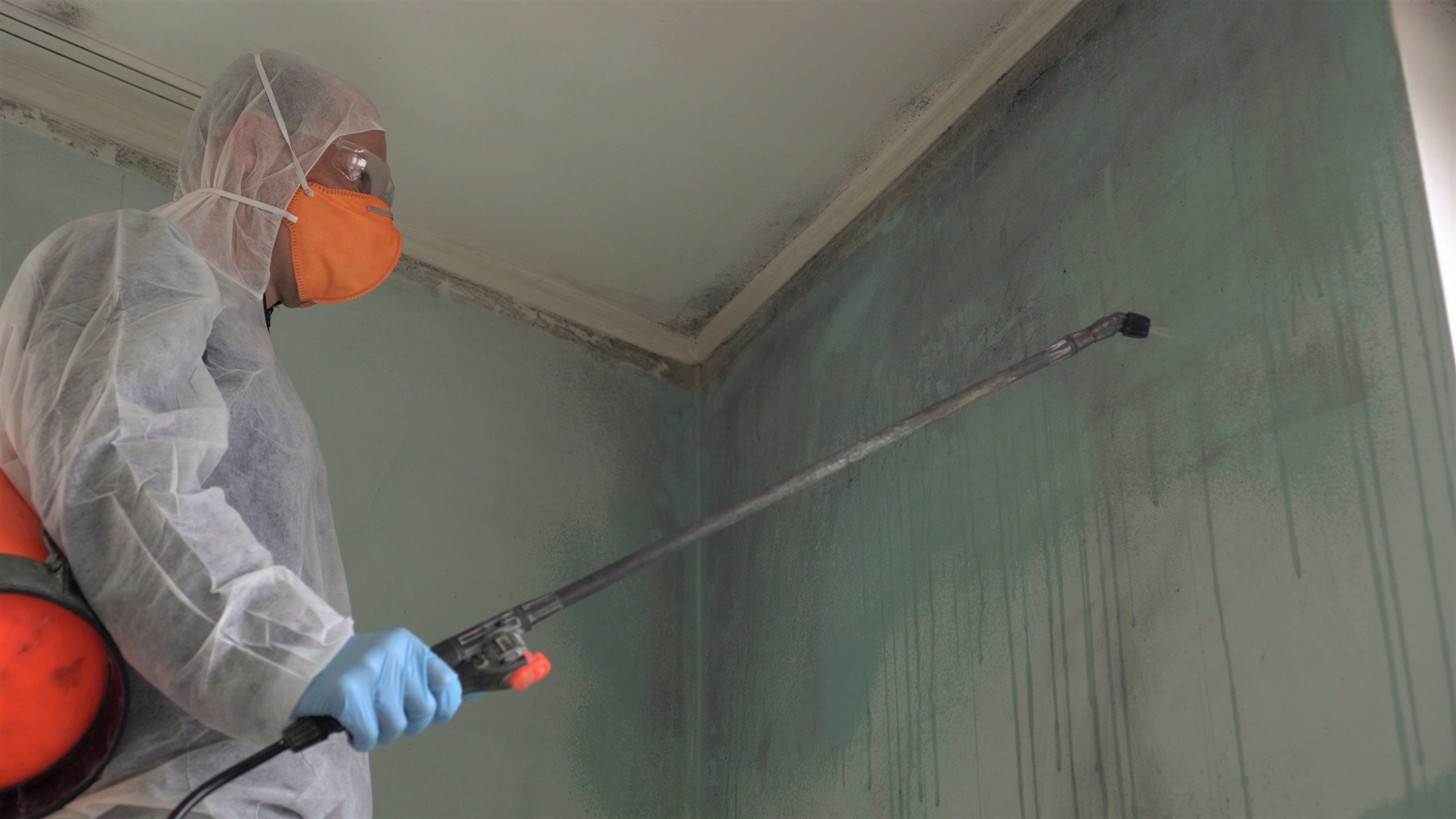 How to keep your family safe from mold in your home