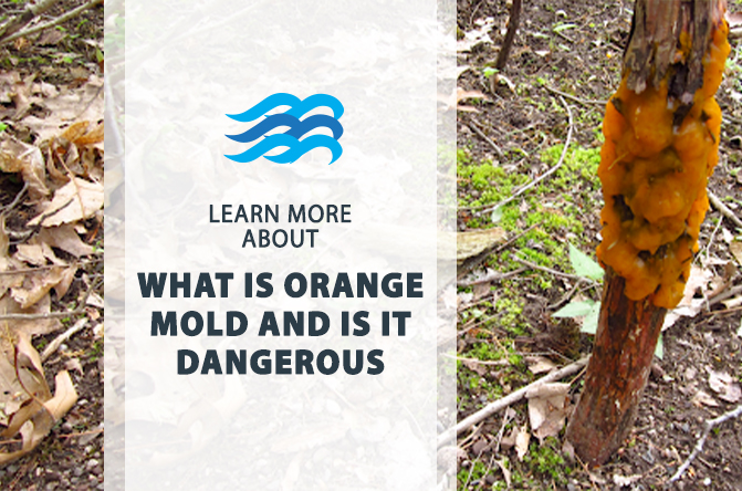 What is orange mold and is it dangerous