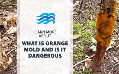 What is orange mold and is it dangerous