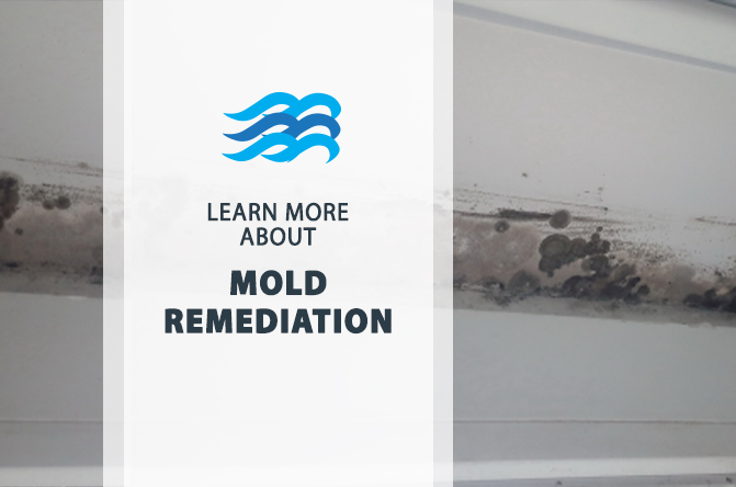 mold remediation Featured Image